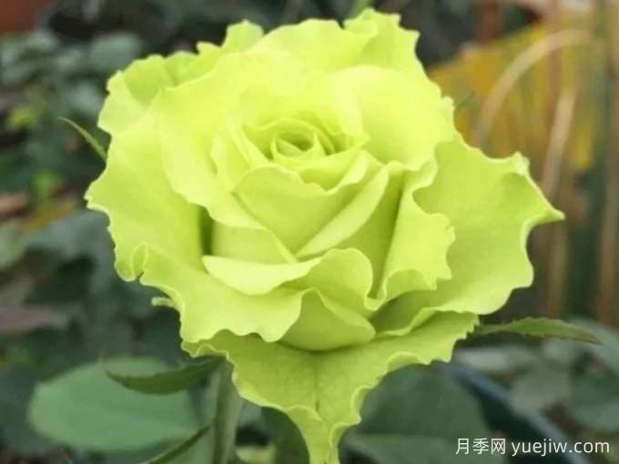 超级绿色月季/绿舞裙月季(图2)