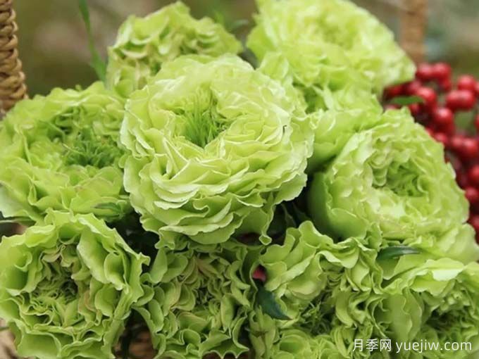 超级绿色月季/绿舞裙月季(图3)