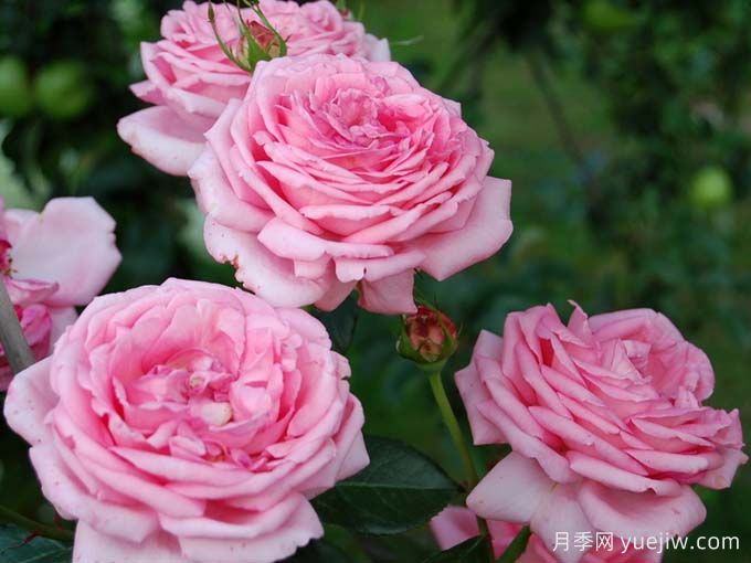 莫利纳尔玫瑰月季/莫利纳之花(图2)