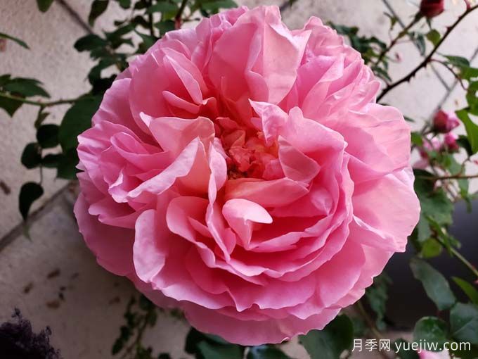 舍农索城堡的女人月季/达梅思/舍农索的夫人们(图1)