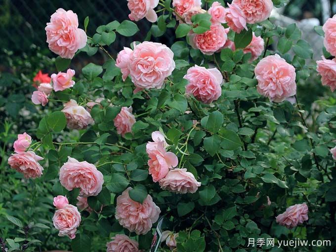 舍农索城堡的女人月季/达梅思/舍农索的夫人们(图3)