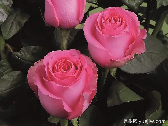 上海夫人月季/上海淑女(图1)