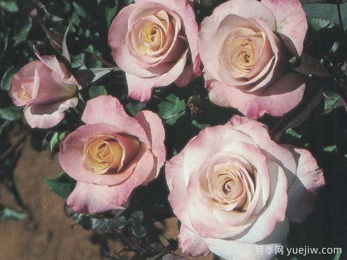 神奇银光月季/魔银月季(图1)