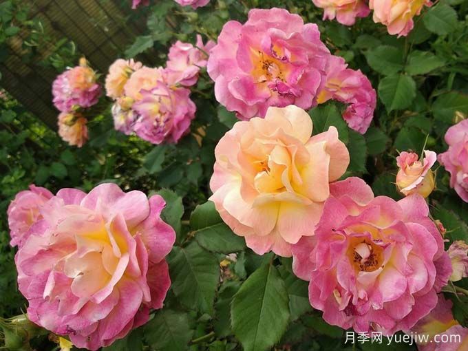 圣科斯梅修道院月季(图2) 圣科斯梅修道院月季(图2)