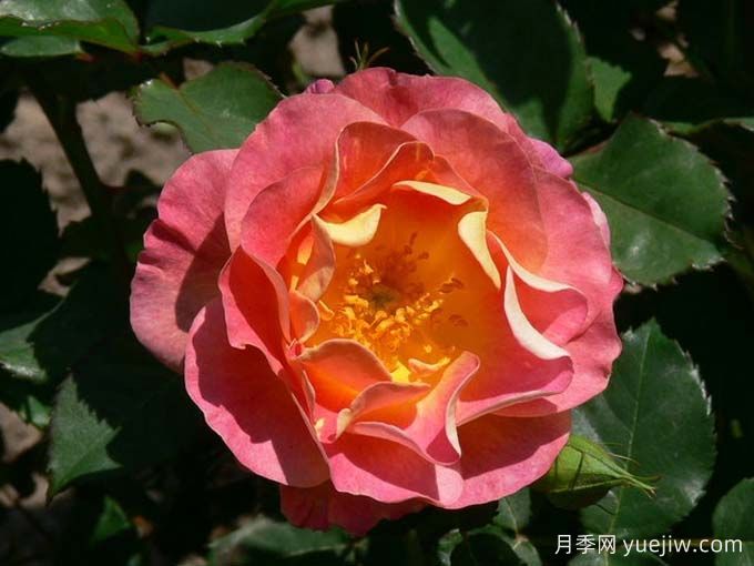 圣科斯梅修道院月季(图1) 圣科斯梅修道院月季(图1)