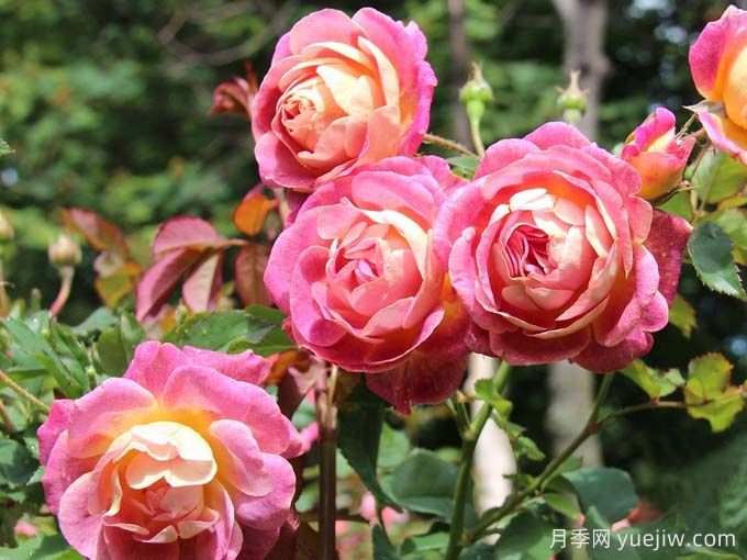 圣科斯梅修道院月季(图3) 圣科斯梅修道院月季(图3)