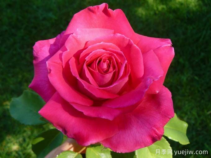 洛丽塔月季/天赐恩典月季/彼得梅尔(图1)