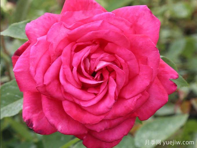 洛丽塔月季/天赐恩典月季/彼得梅尔(图2)