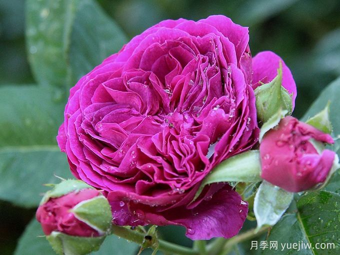 紫色小屋月季/紫屋/壁龙宫(图2)