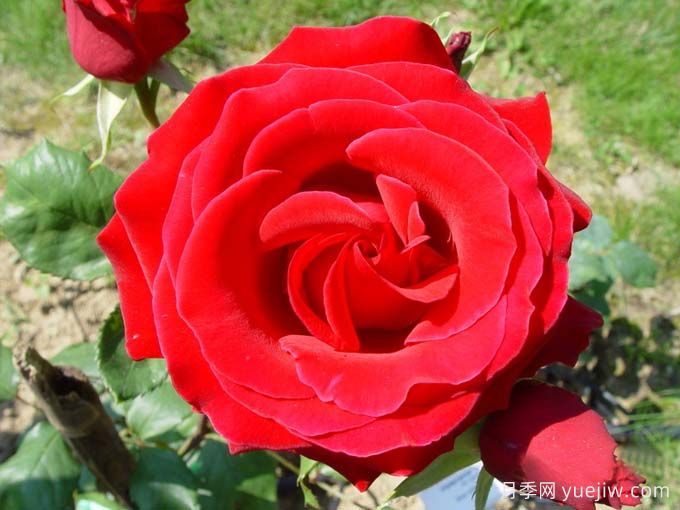 老兵荣誉月季/退伍军人荣誉(图1) 老兵荣誉月季/退伍军人荣誉(图1)