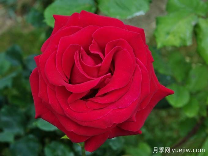 老兵荣誉月季/退伍军人荣誉(图2) 老兵荣誉月季/退伍军人荣誉(图2)