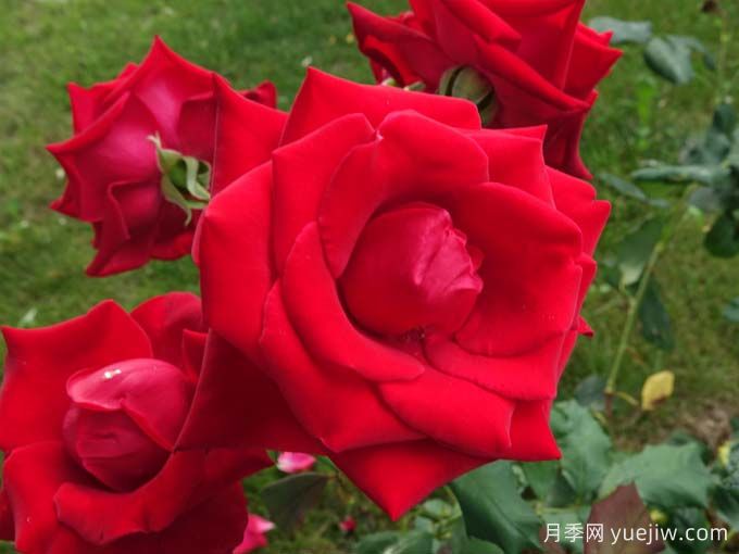 老兵荣誉月季/退伍军人荣誉(图3) 老兵荣誉月季/退伍军人荣誉(图3)