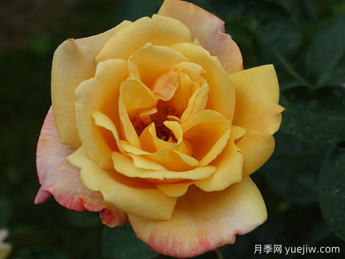 萨特黄金月季/苏丹黄金(图1) 萨特黄金月季/苏丹黄金(图1)