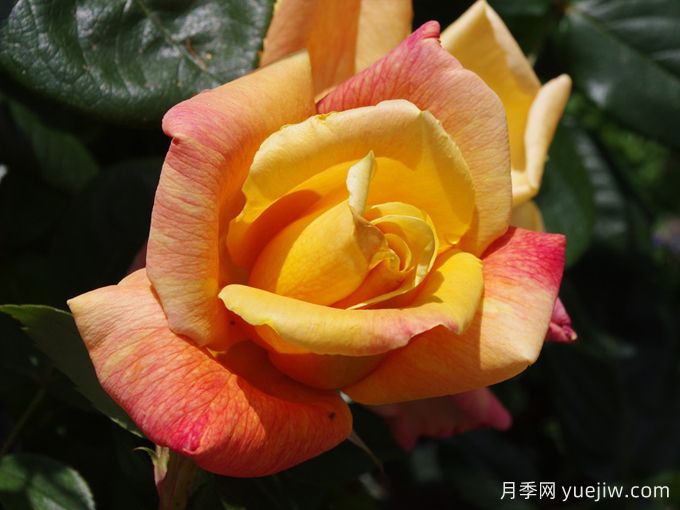 萨特黄金月季/苏丹黄金(图3) 萨特黄金月季/苏丹黄金(图3)