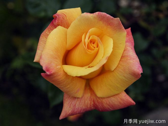 萨特黄金月季/苏丹黄金(图2) 萨特黄金月季/苏丹黄金(图2)