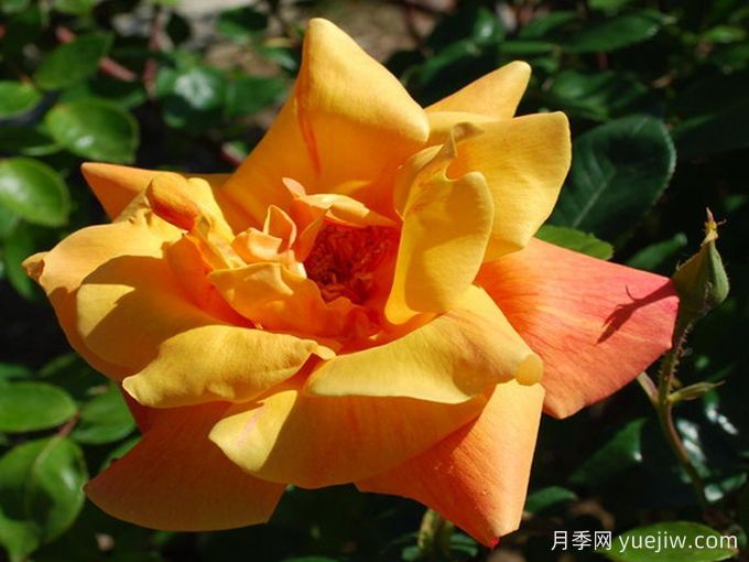 萨特黄金月季/苏丹黄金(图4) 萨特黄金月季/苏丹黄金(图4)