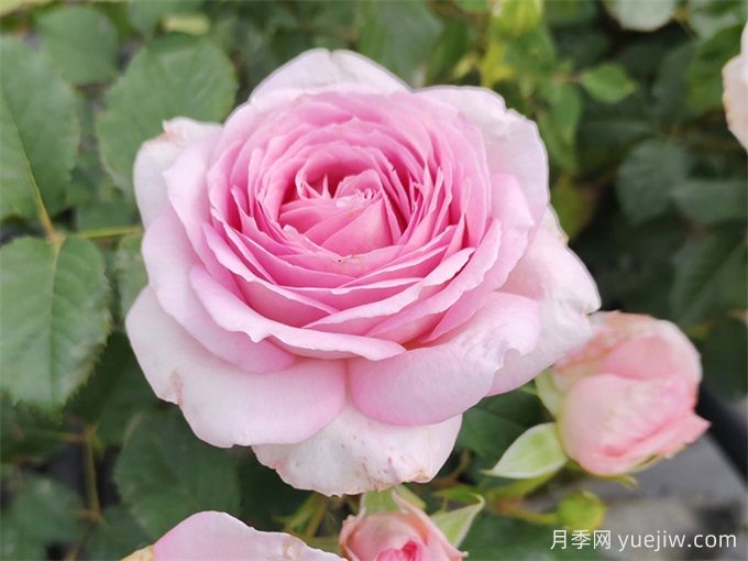 粉黛月季,抗病性优秀,天狼浓香型灌木月季(图1) 粉黛月季,抗病性优秀,天狼浓香型灌木月季(图1)