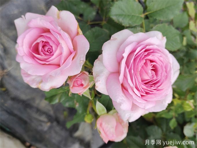 粉黛月季,抗病性优秀,天狼浓香型灌木月季(图2) 粉黛月季,抗病性优秀,天狼浓香型灌木月季(图2)