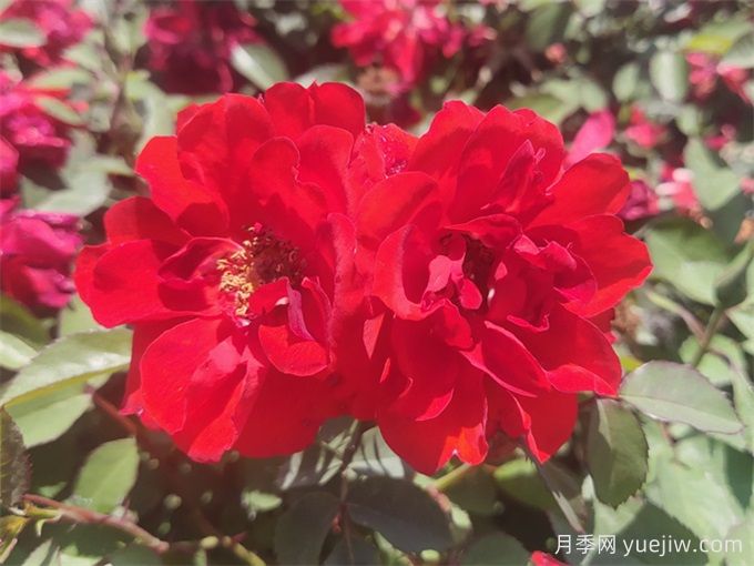 月季推荐,矮仙女月季(图1) 月季推荐,矮仙女月季(图1)