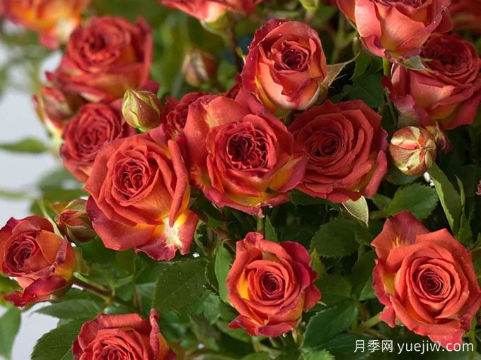 巧克力泡泡月季(图3)