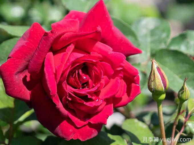 俄克拉荷马月季,红宝石玫瑰闪耀在你的花园(图2) 俄克拉荷马月季,红宝石玫瑰闪耀在你的花园(图2)