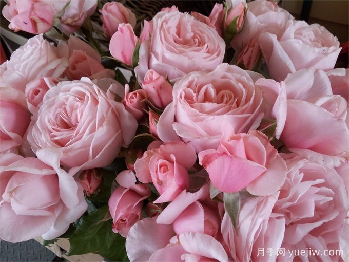 娜荷玛月季/娜希玛/娜荷马(图3)