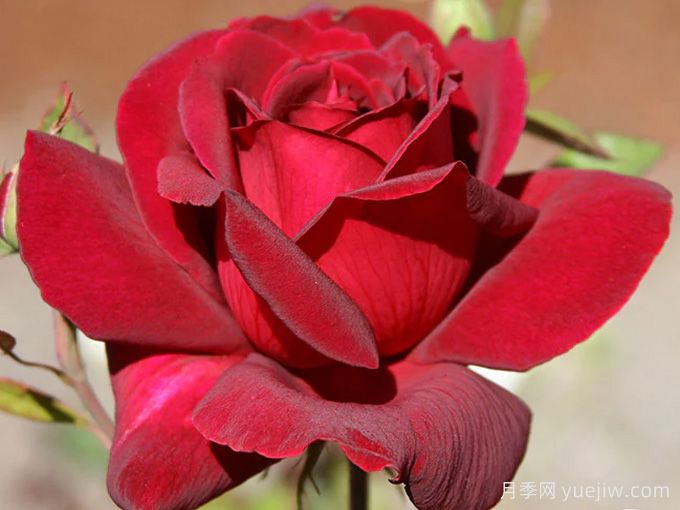 俄克拉荷马月季/奧克拉荷马(图1)