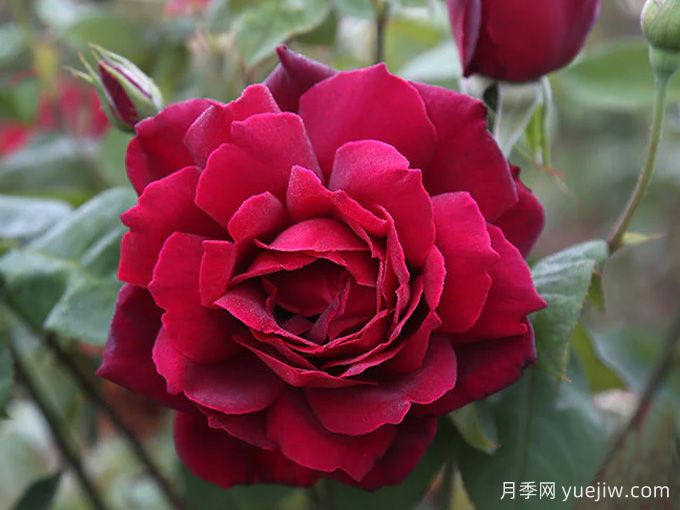 俄克拉荷马月季/奧克拉荷马(图3)