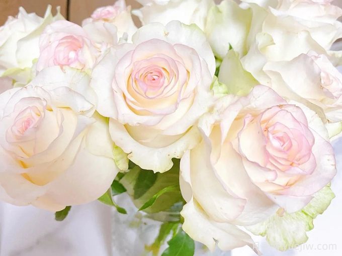 甜蜜朱米莉亚月季/甜蜜艾莎月季(图1)