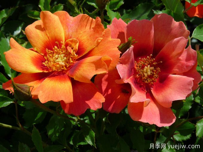 火焰巴比伦眼睛月季(图3)