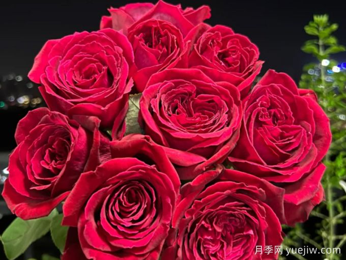 恩钿女士月季/波特罗月季(图3)