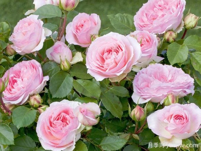 浪漫索菲亚月季(图2)