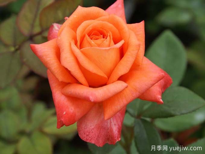 情侣约会月季(图1)