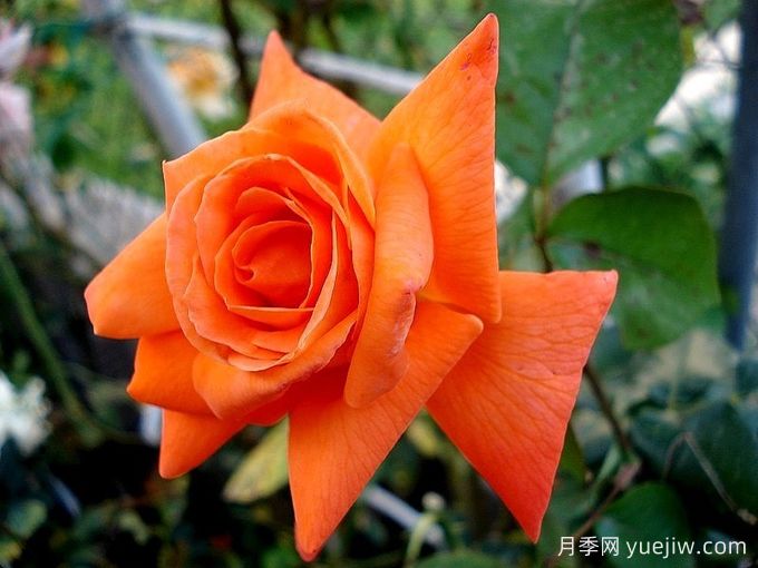 情侣约会月季(图2)