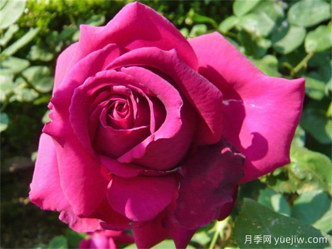 悠久的约定月季(图4)