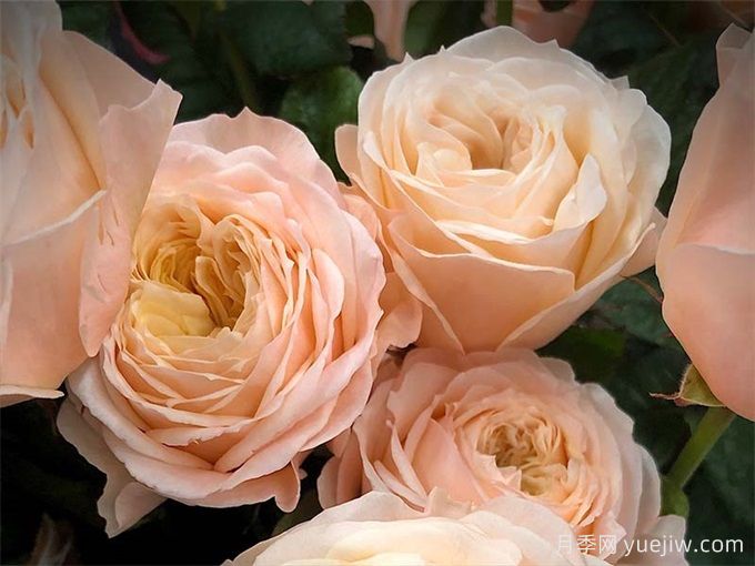 天堂海滩月季/沙滩乐园(图1)