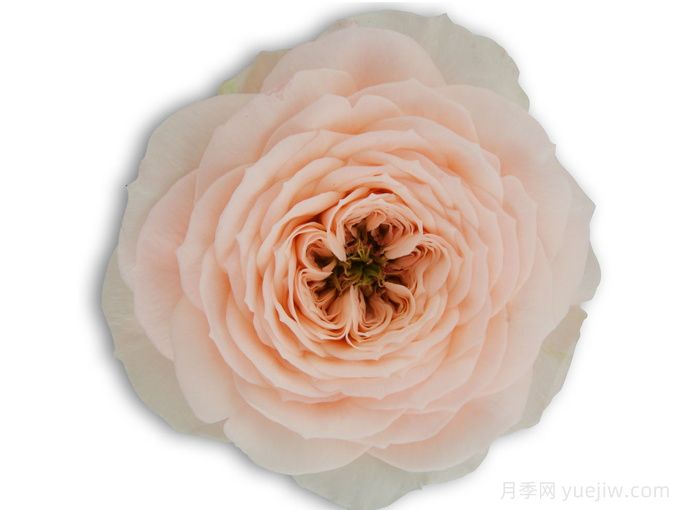 天堂海滩月季/沙滩乐园(图2)