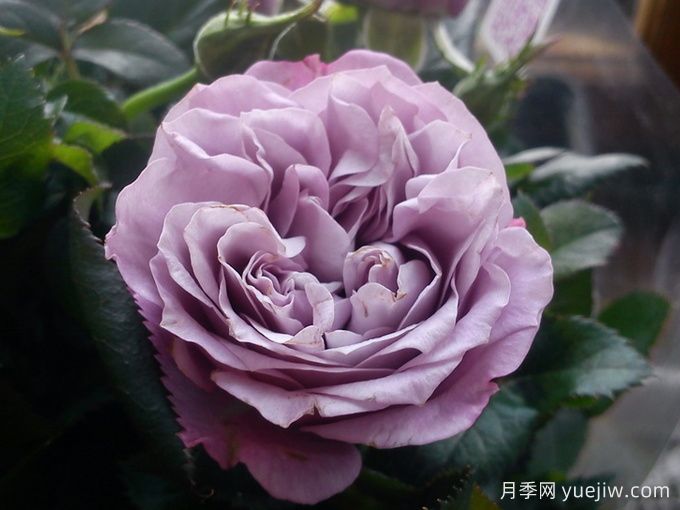 拉米炫耀月季(图2)