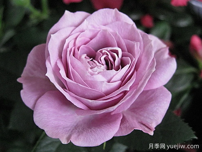 拉米炫耀月季(图1)