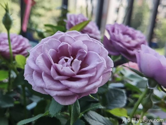 拉米炫耀月季(图3)