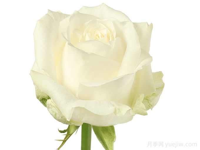 荷兰小姐月季/霍兰德小姐(图1)