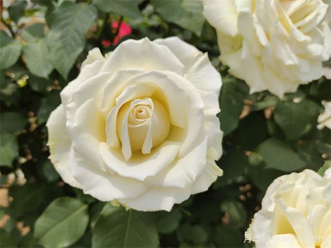 坦尼克月季(图2)