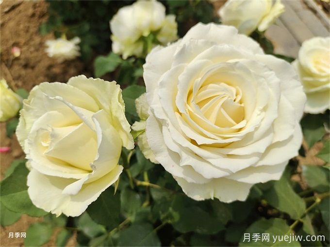 坦尼克月季(图3)