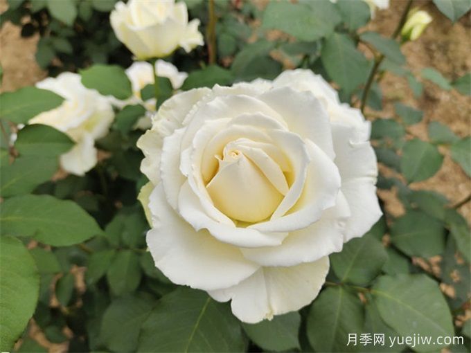 坦尼克月季(图4)