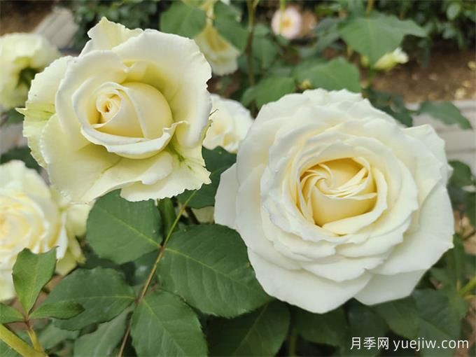 坦尼克月季(图5)