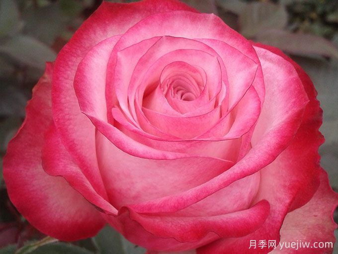 无限月季/无限制(图1)