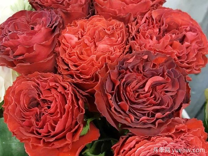 红舞裙月季/丝绸绒光(图4)