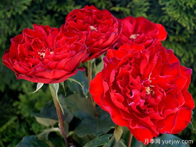 红舞裙月季/丝绸绒光(图3)