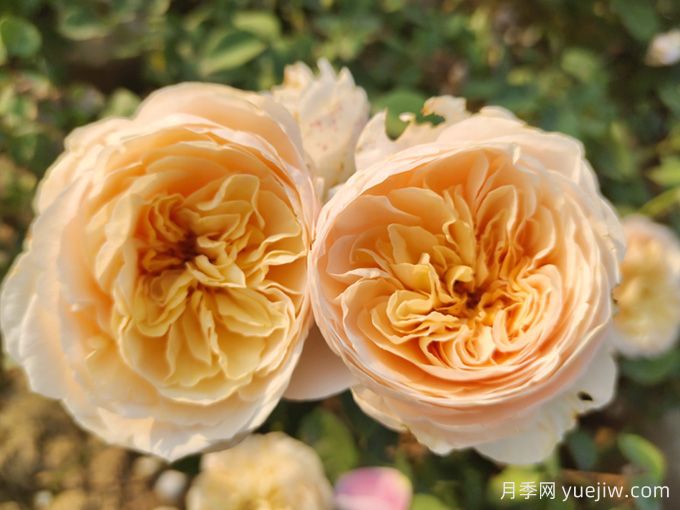 你知道你的生日玫瑰是什么吗？生日月季(图6)