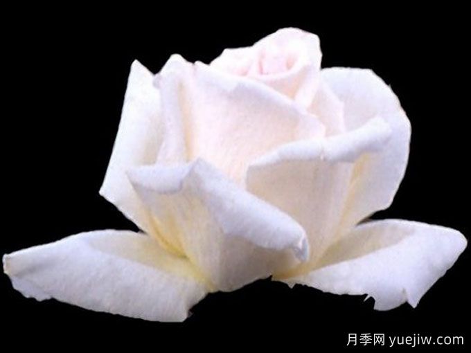 白葡萄酒月季(图1)